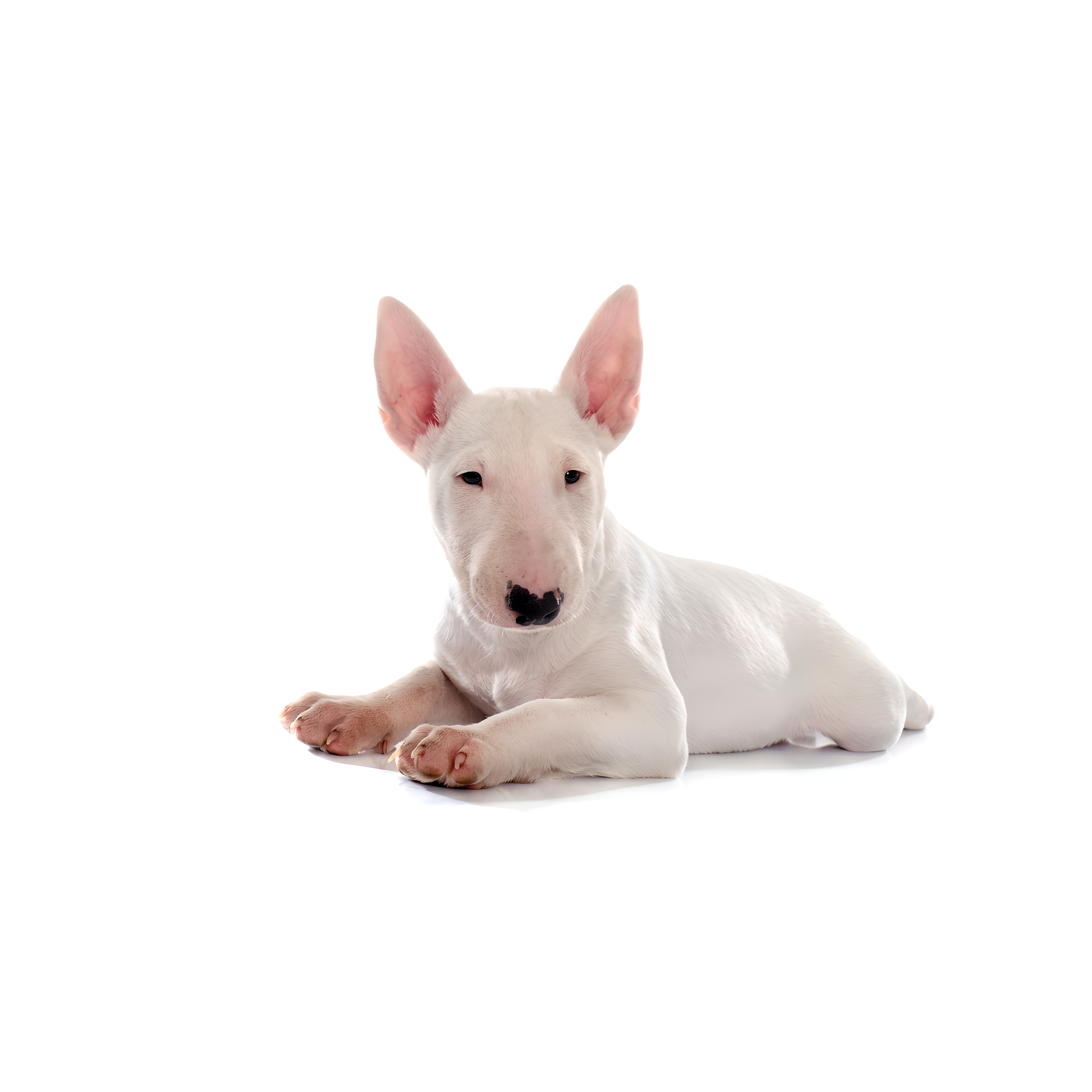 Colgante de Cachorro Bullterrier en Plata de Ley, Dije de Perro Bebé en 3D - Imagen 5