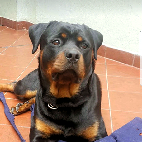 Anillo Rottweiler en Plata 925 | Anillo Abrazo Mascota - Imagen 5
